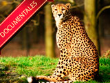 Documentales